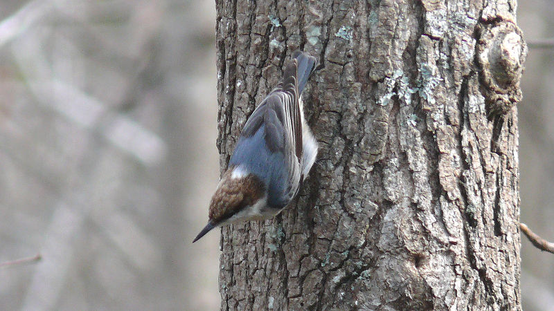 Brown-headed Nuthatch